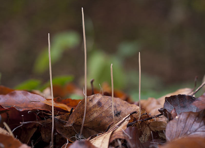 Typhula phacorrhiza